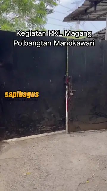 Kegiatan-PKL-Magang-Polbangtan-Manokwari-